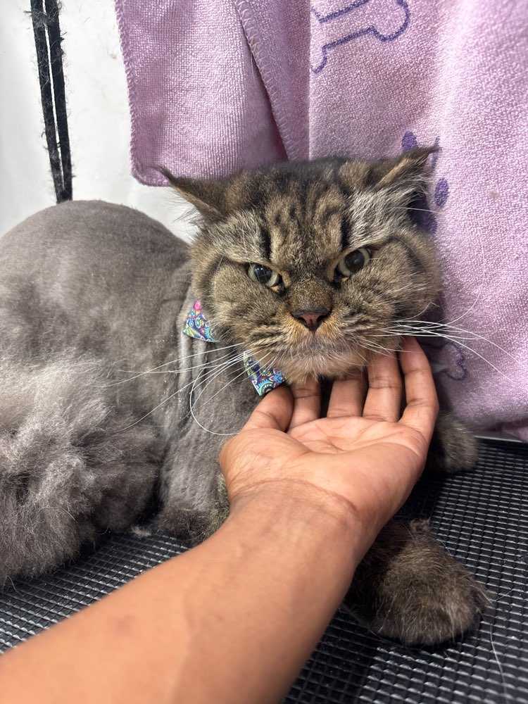 Pet