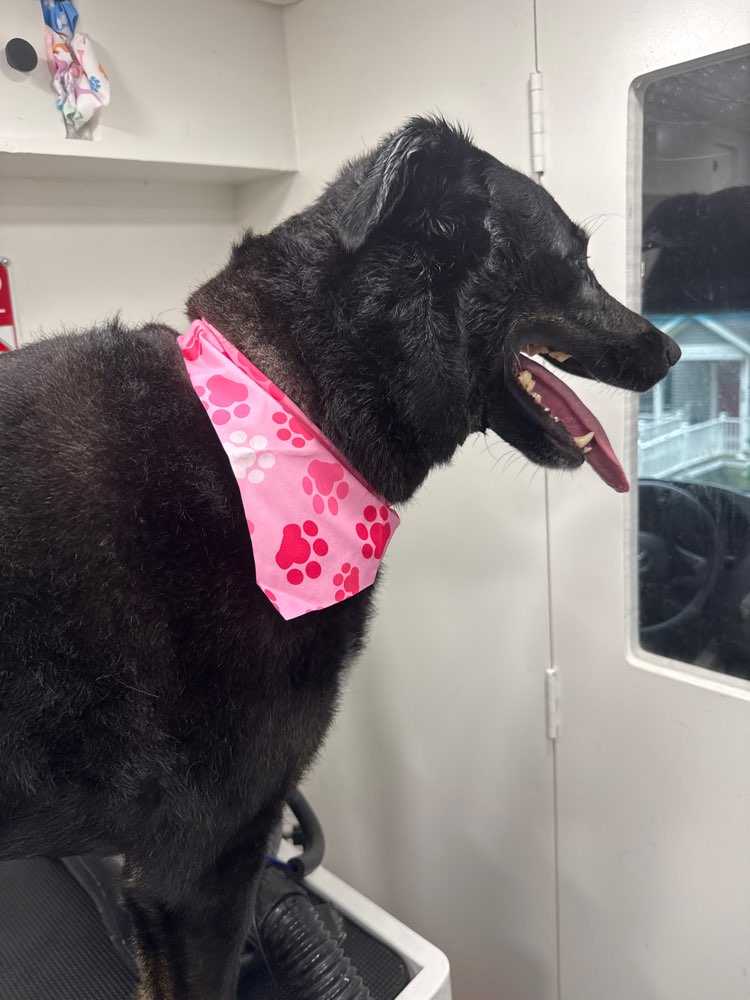 Kona