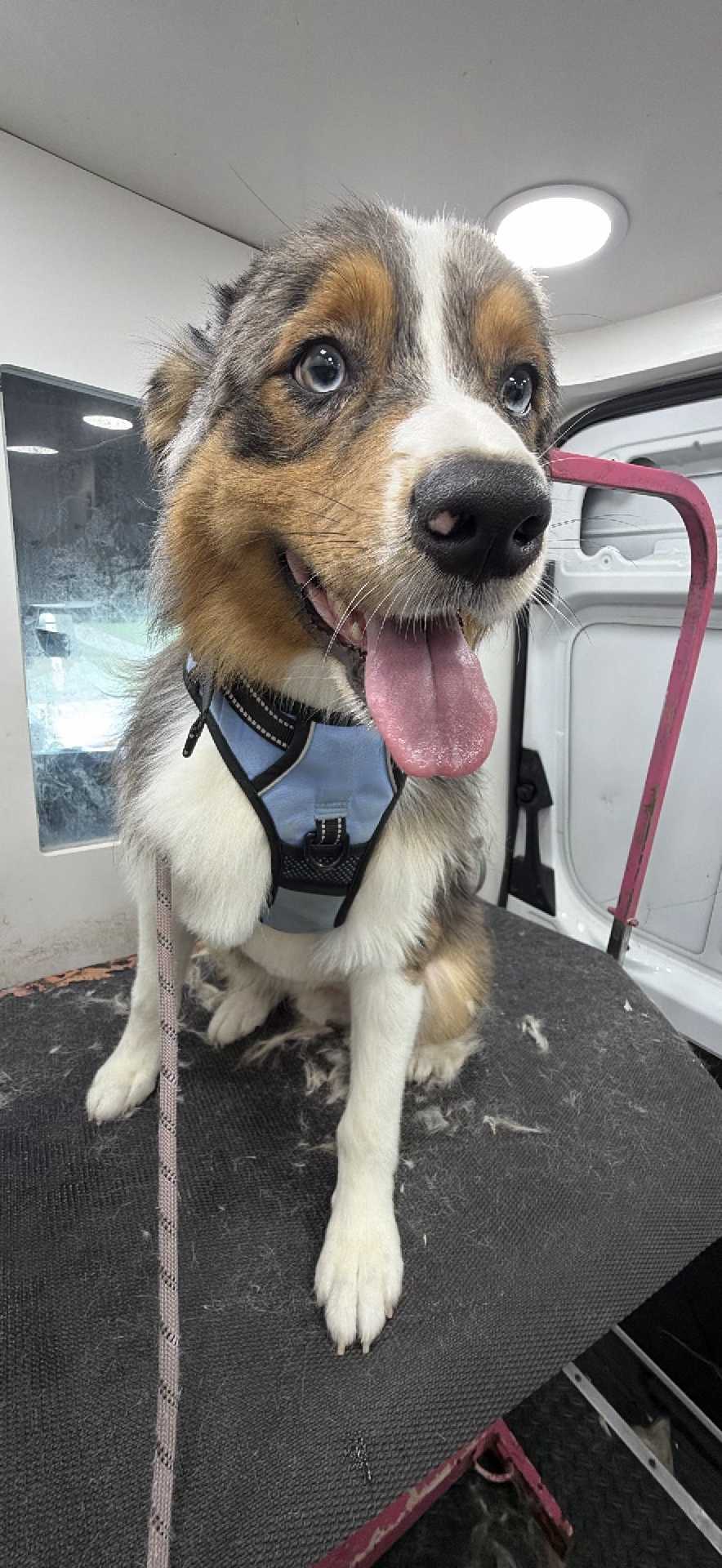 Dog Pet Photo