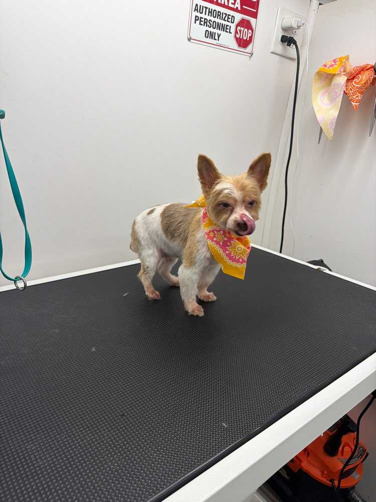 Dog Pet Photo