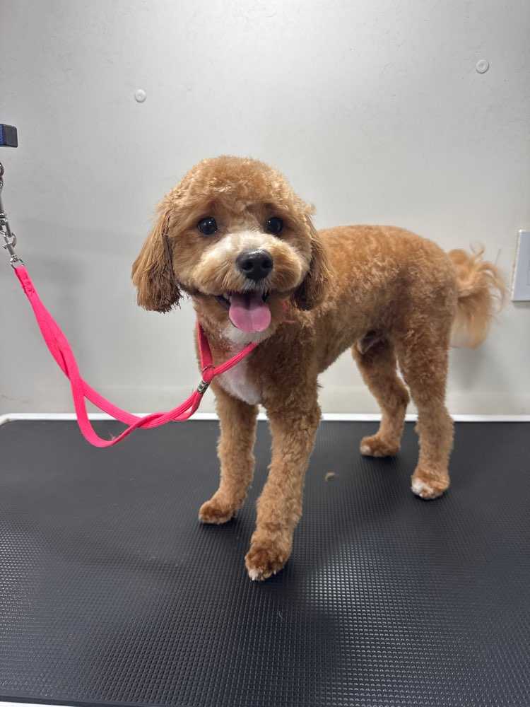 Pet