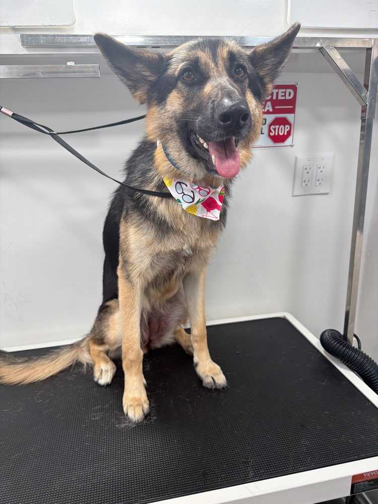 Dog Pet Photo