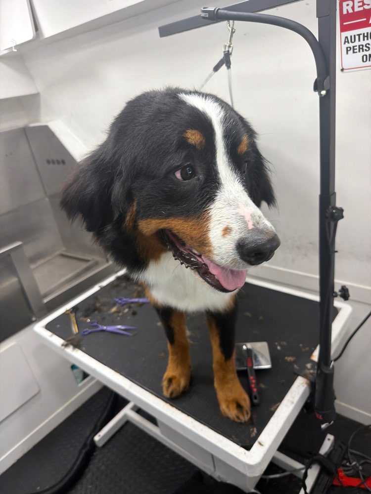 Pet
