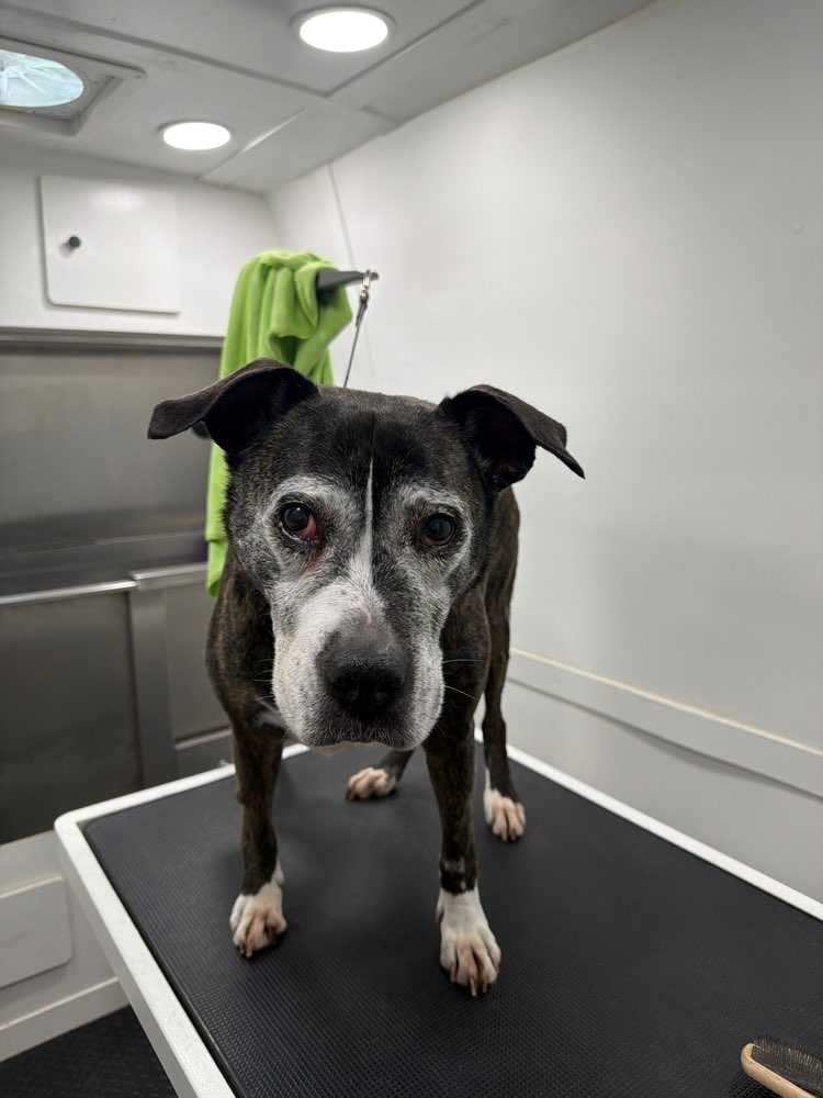 Pet