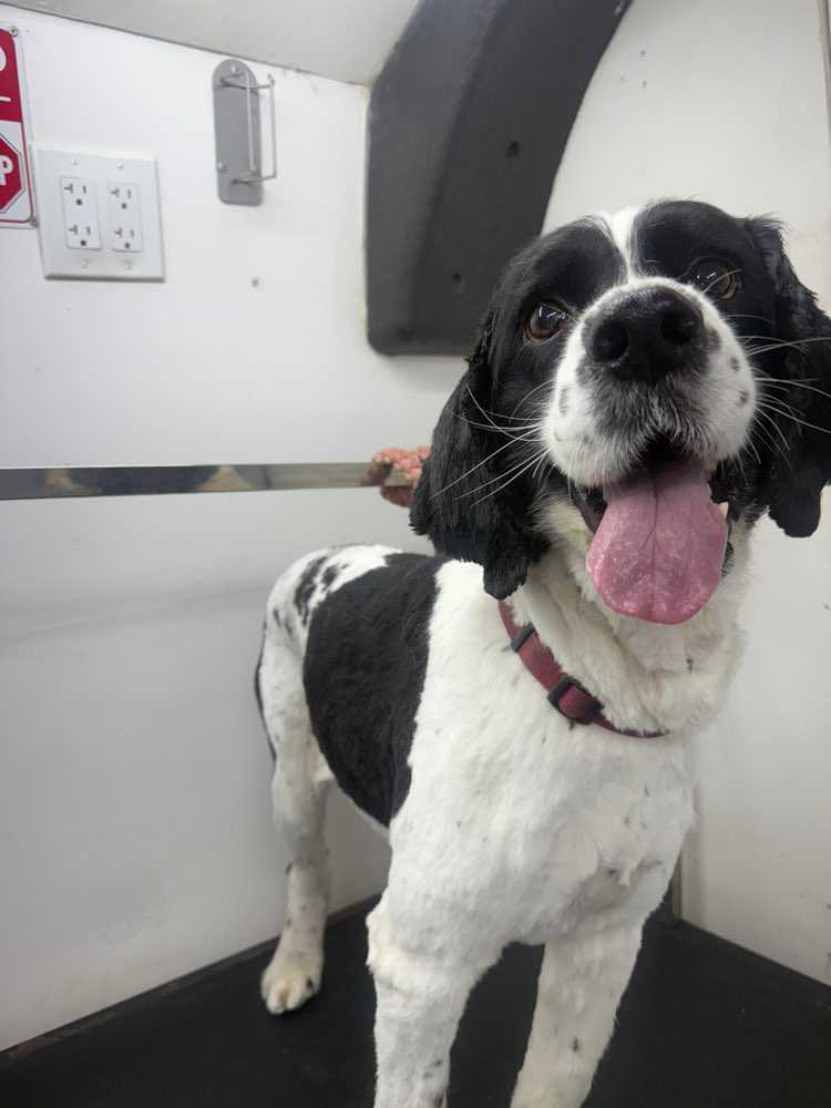 Dog Pet Photo