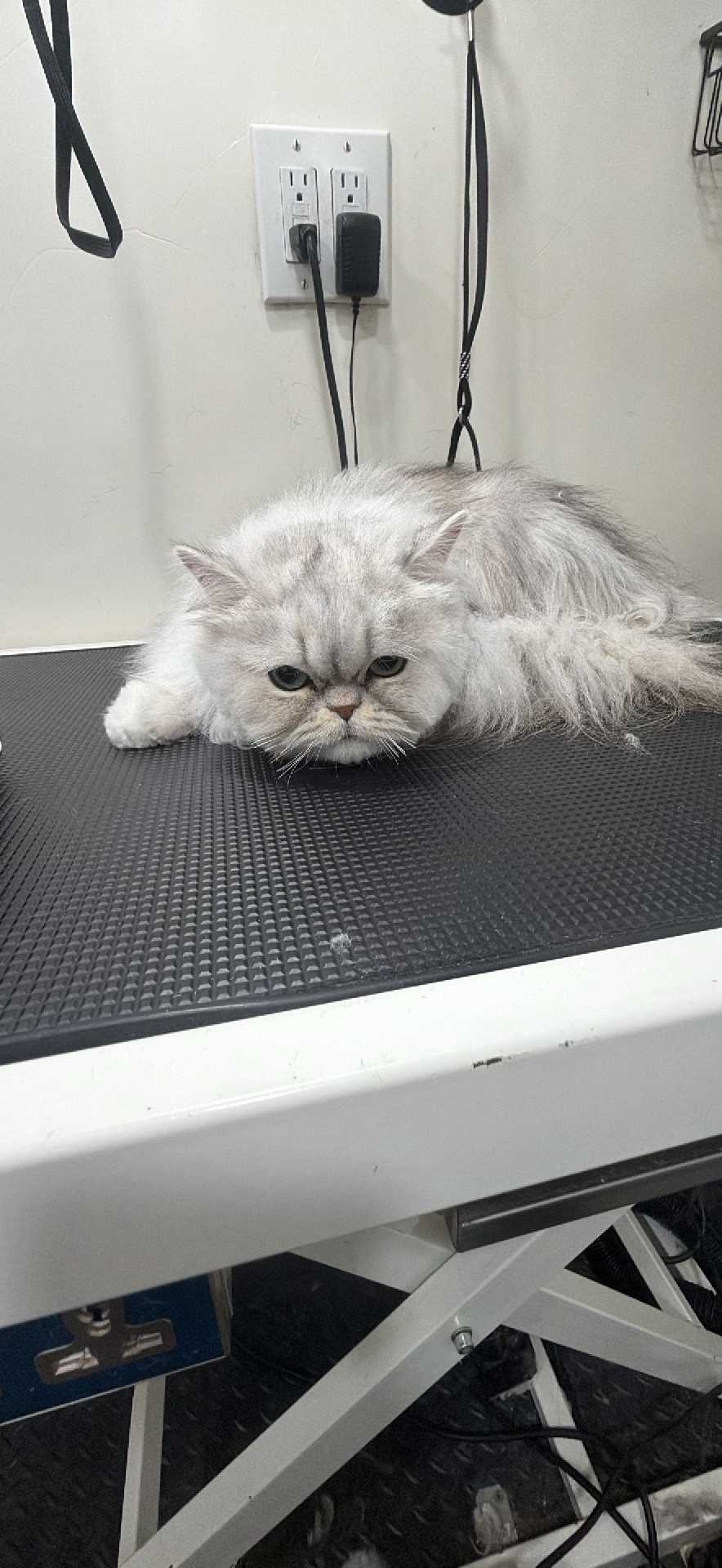 Otto
