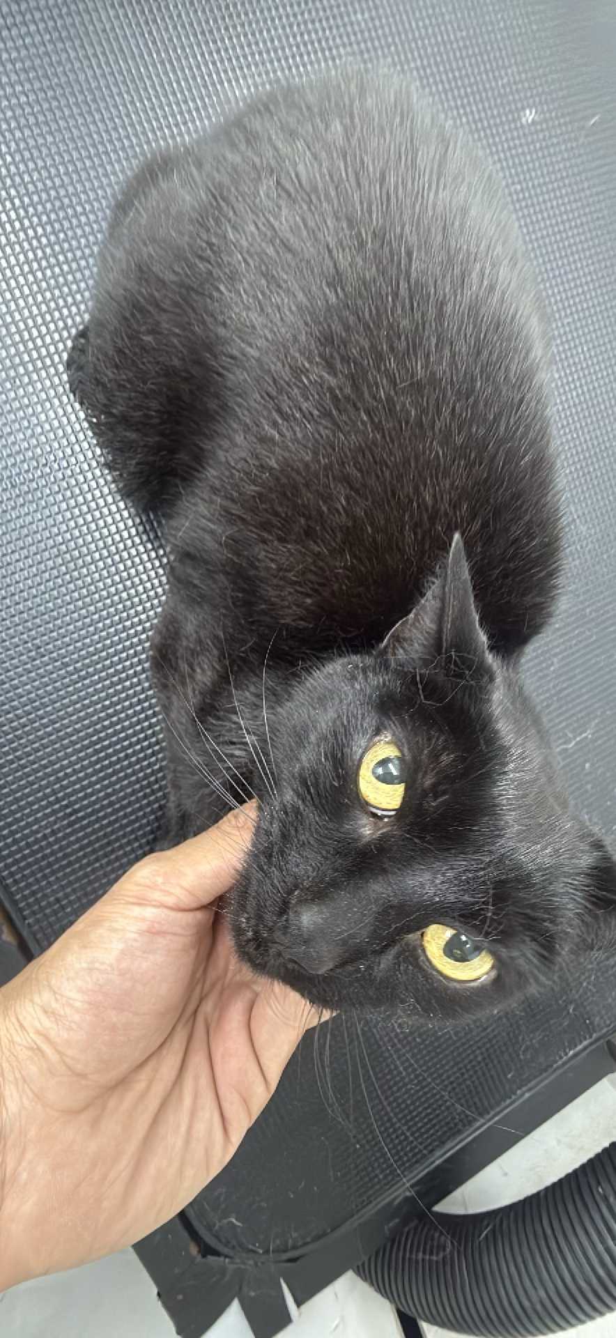 Pet