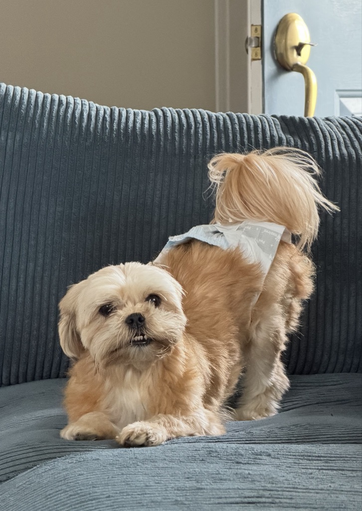 Sophie