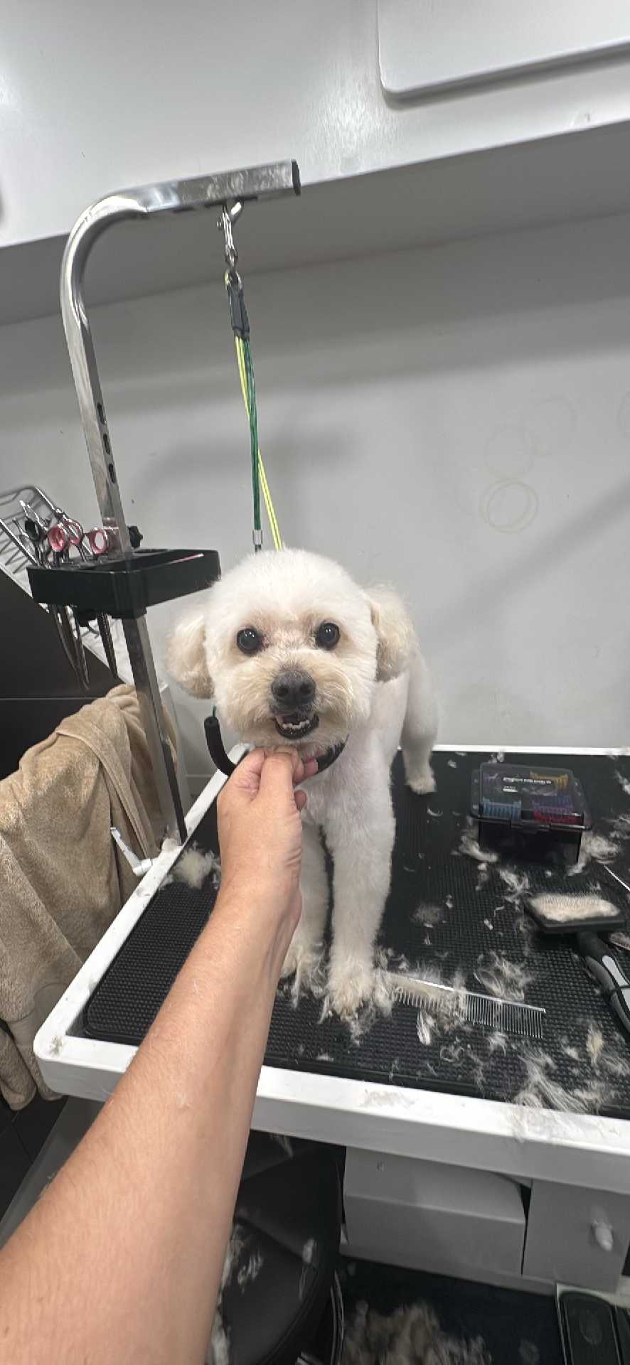 Dog Pet Photo