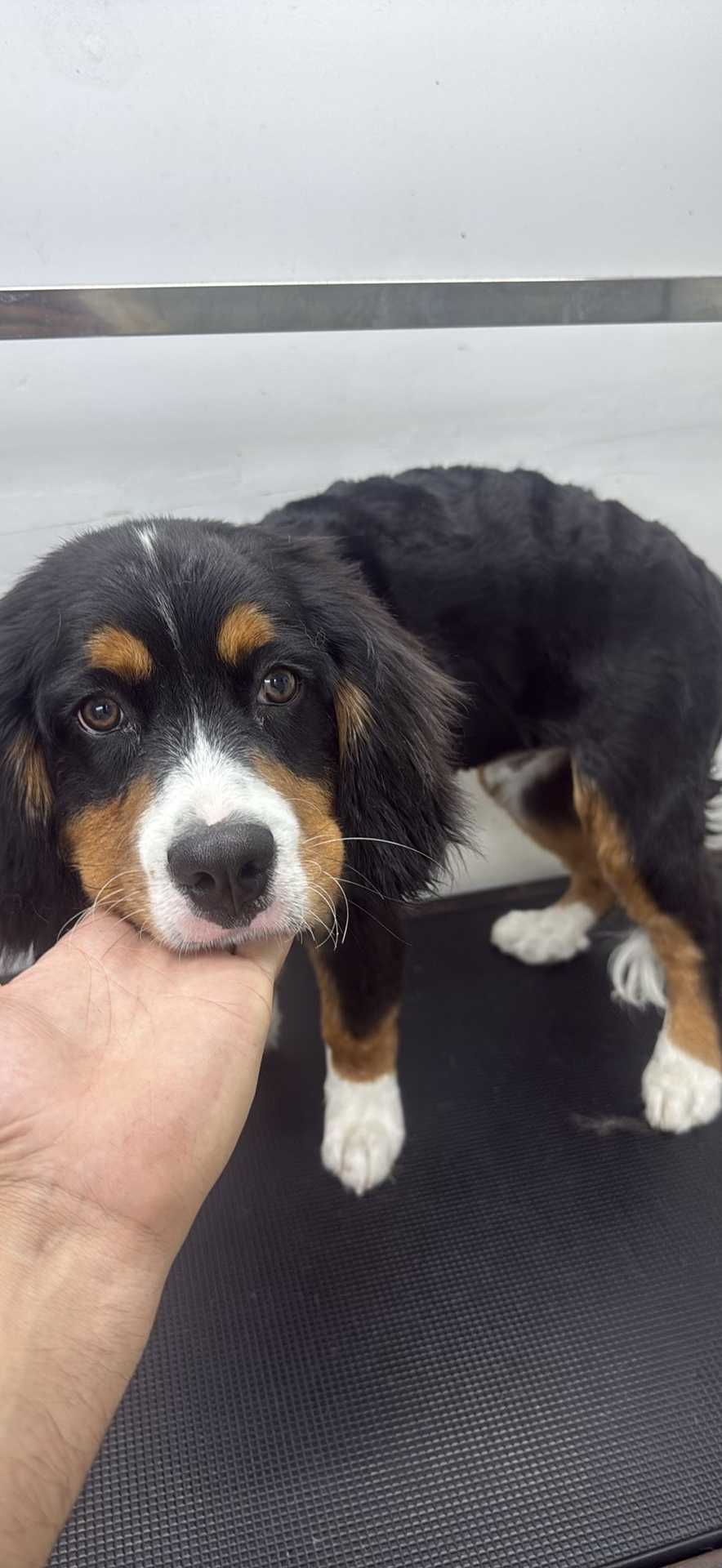 Pet