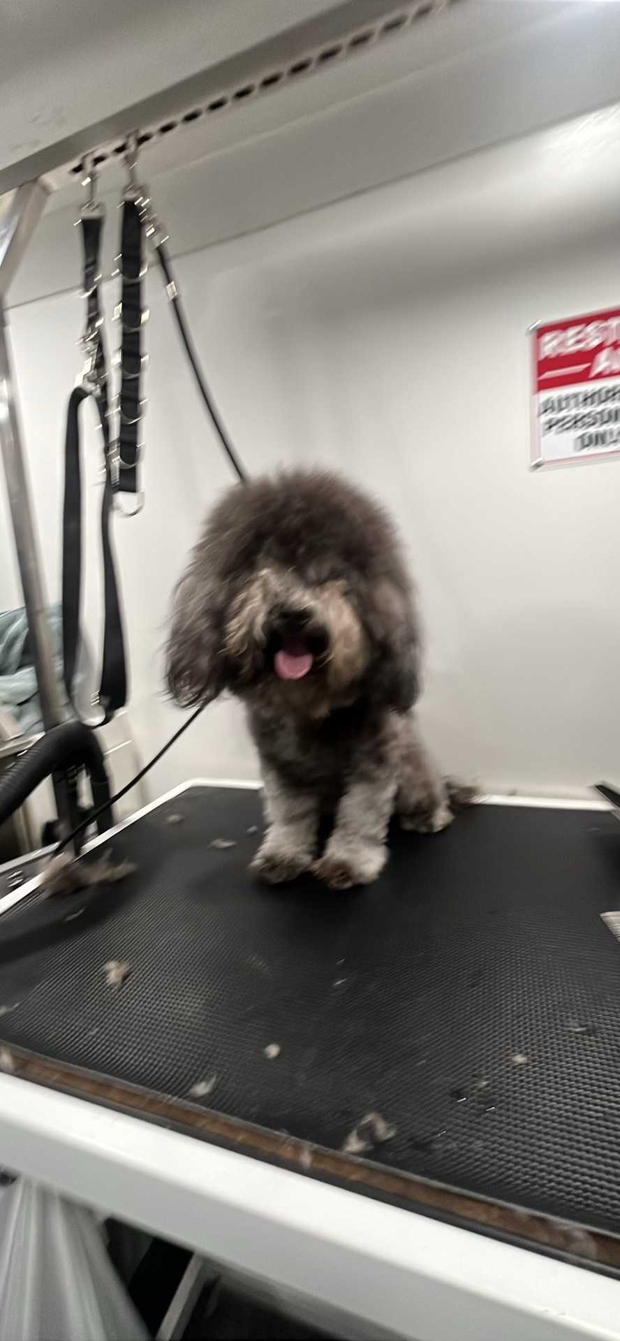 Dog Pet Photo