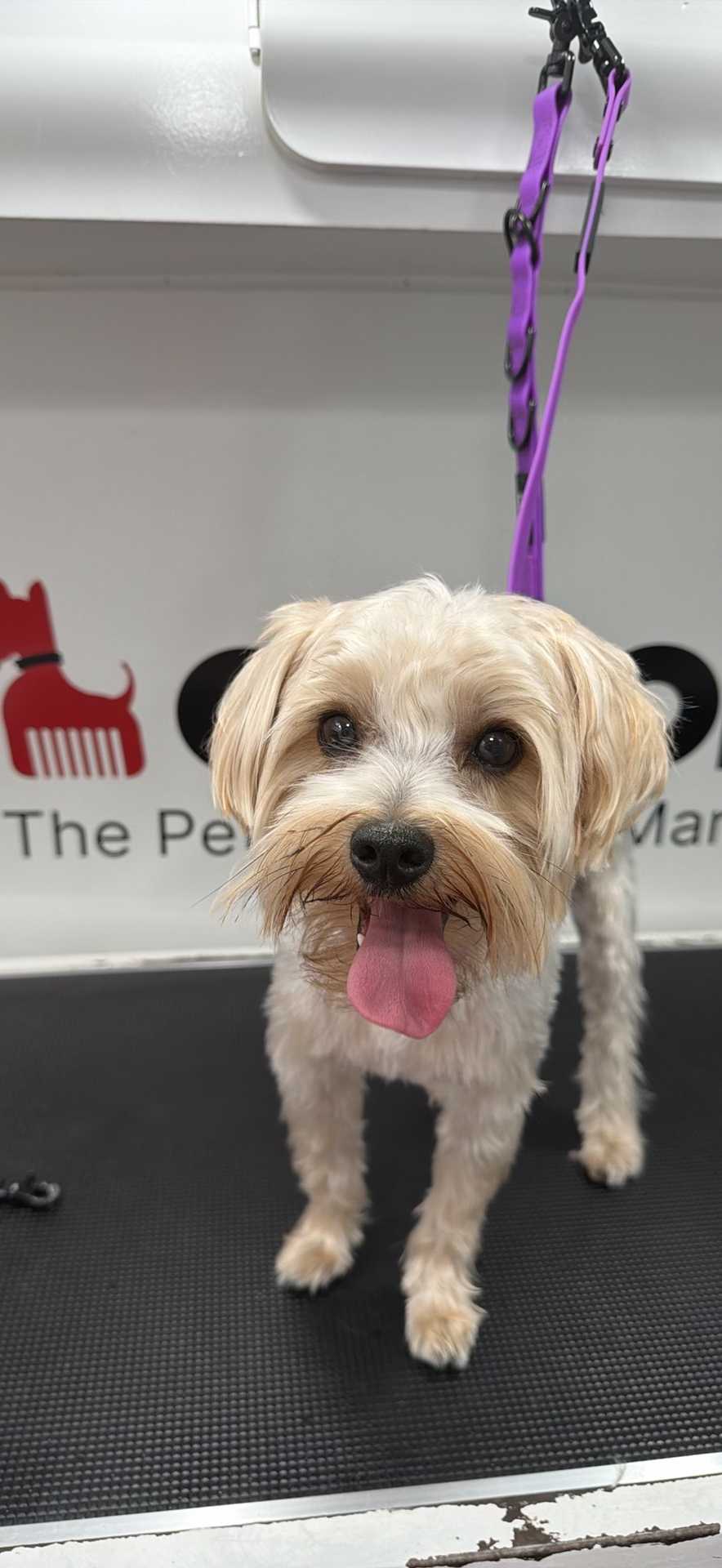 Dog Pet Photo