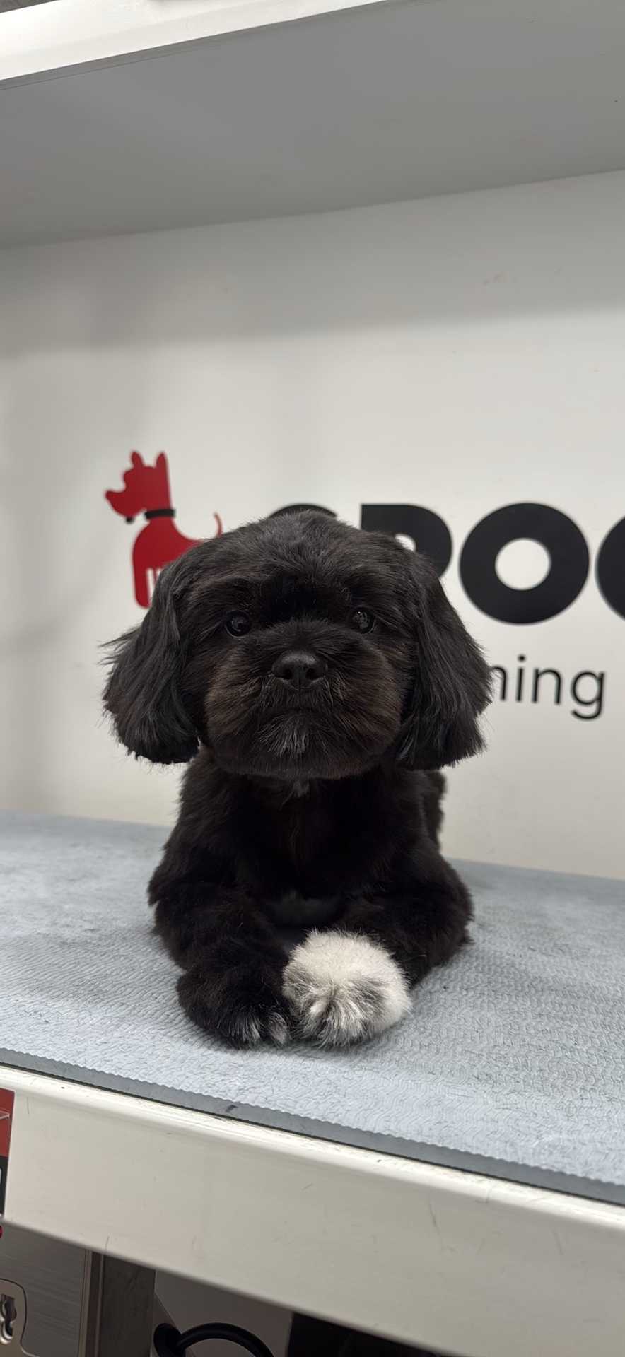 Blacky