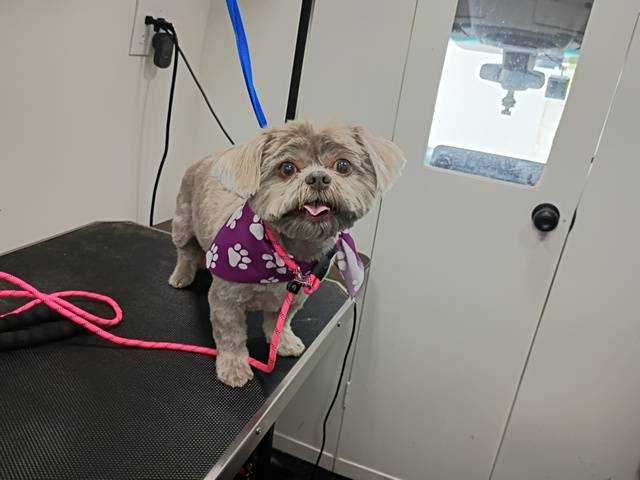 Dog Pet Photo
