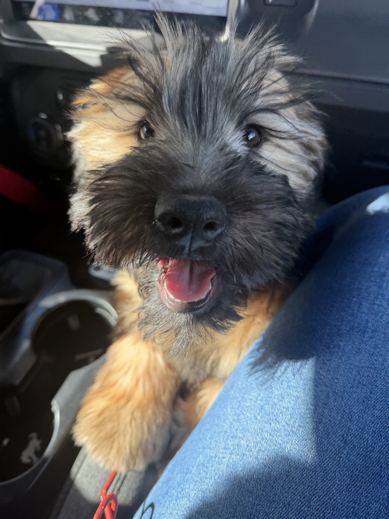 Dog Pet Photo