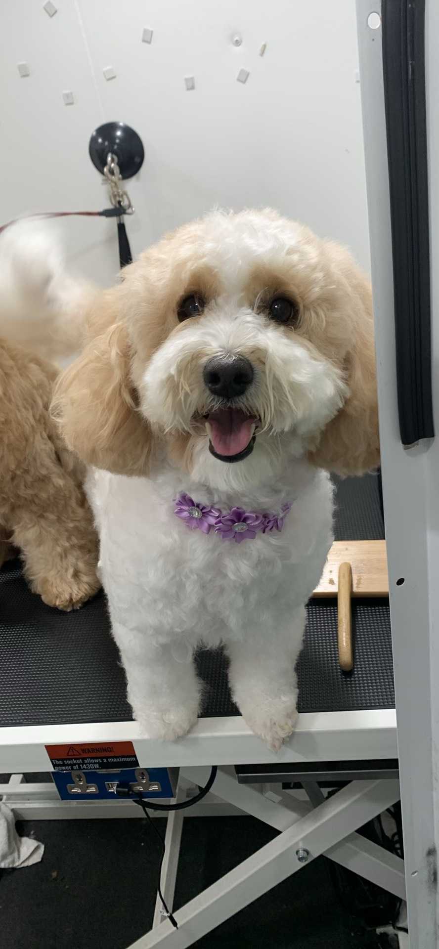 Mochi