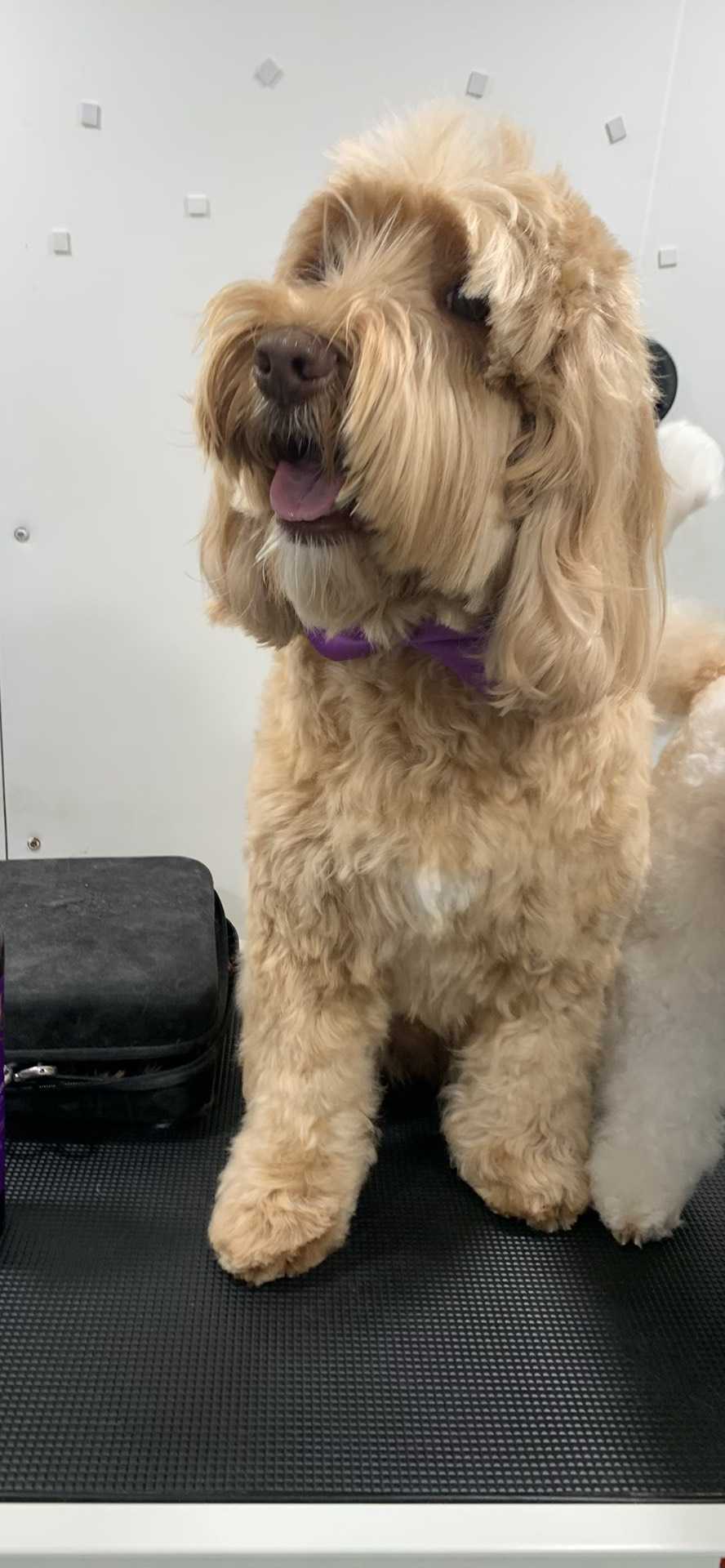 Willow