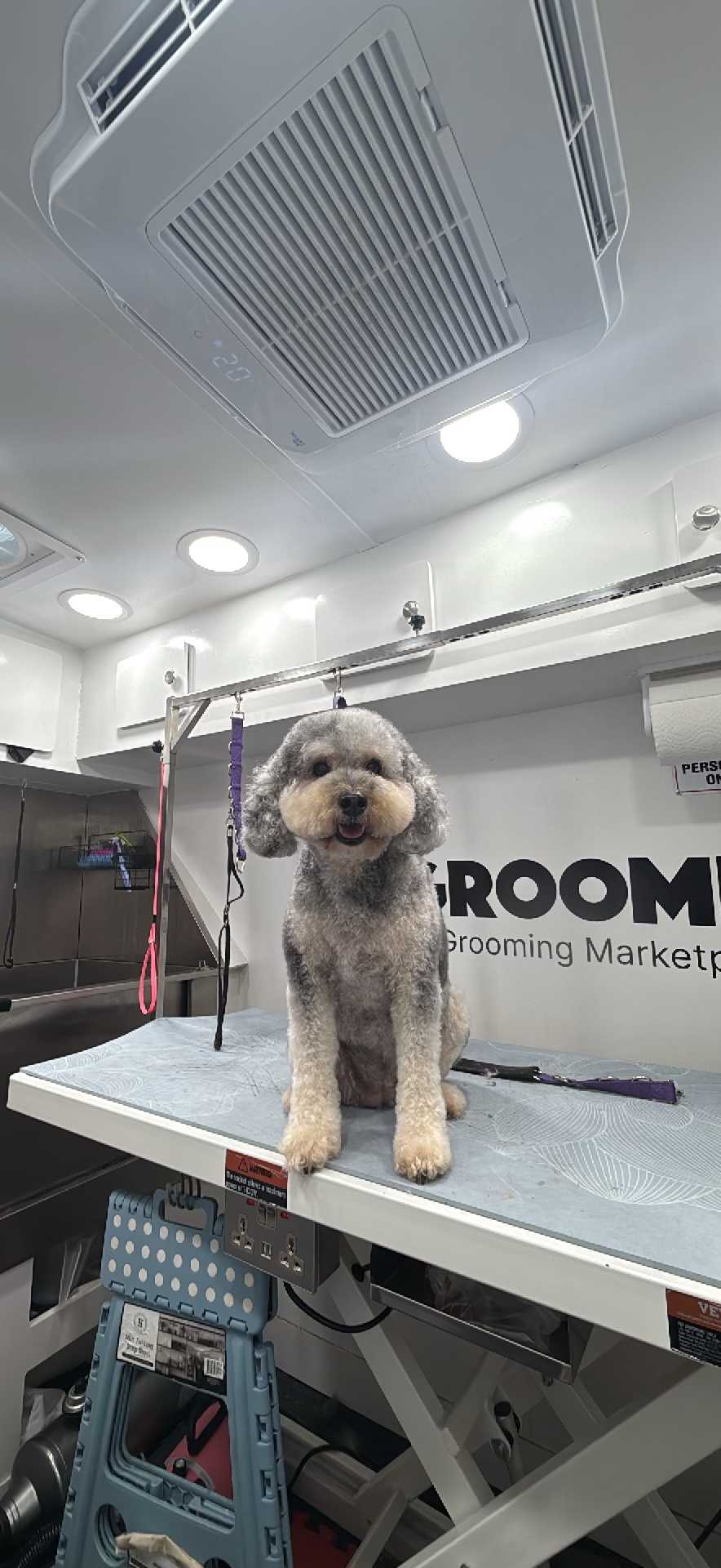 Dog Pet Photo