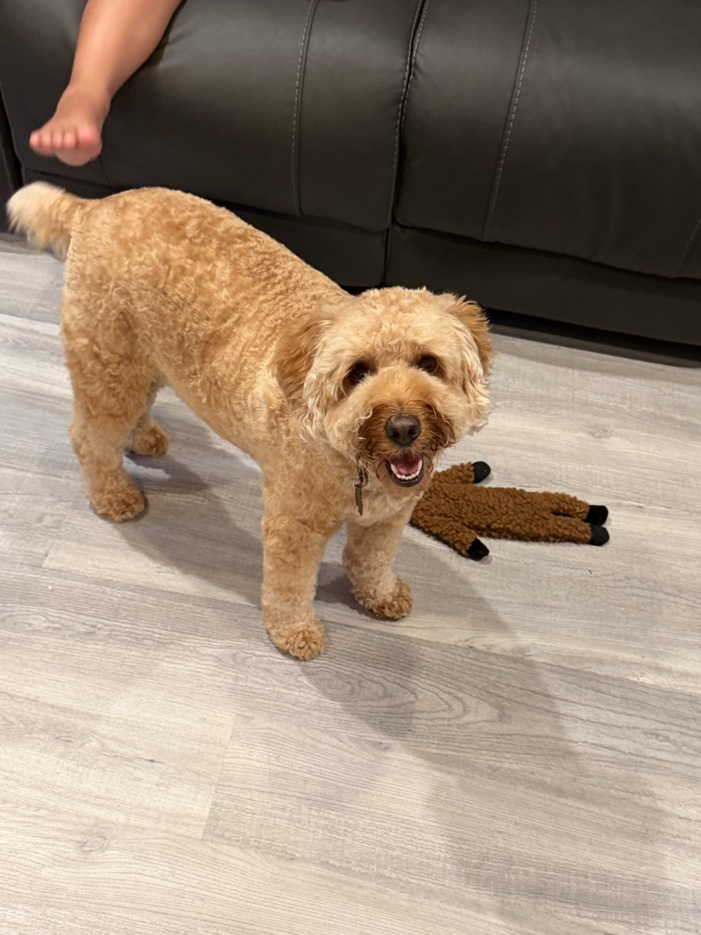 Dog Pet Photo