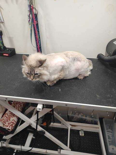 Pet