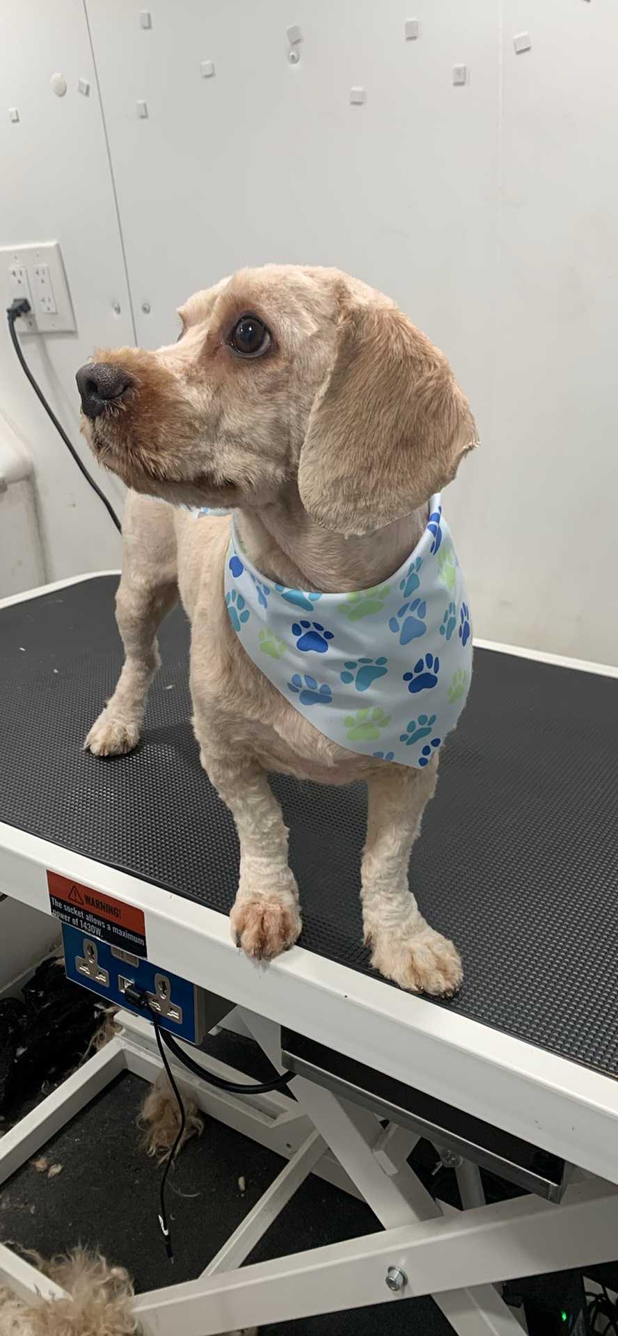 Dog Pet Photo