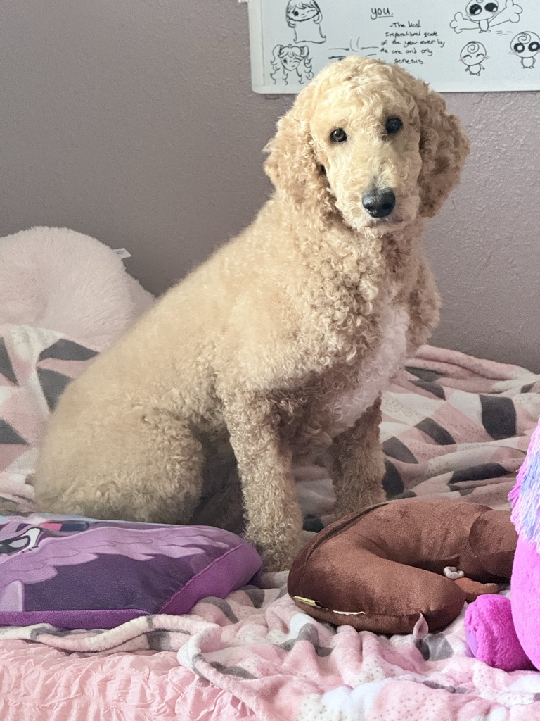 Dog Pet Photo