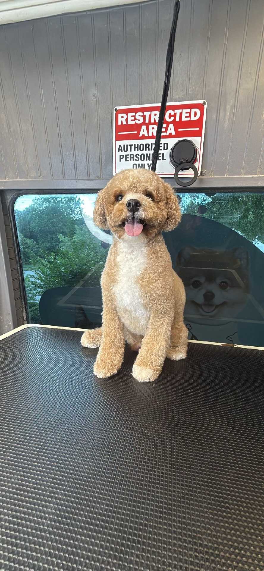 Pet