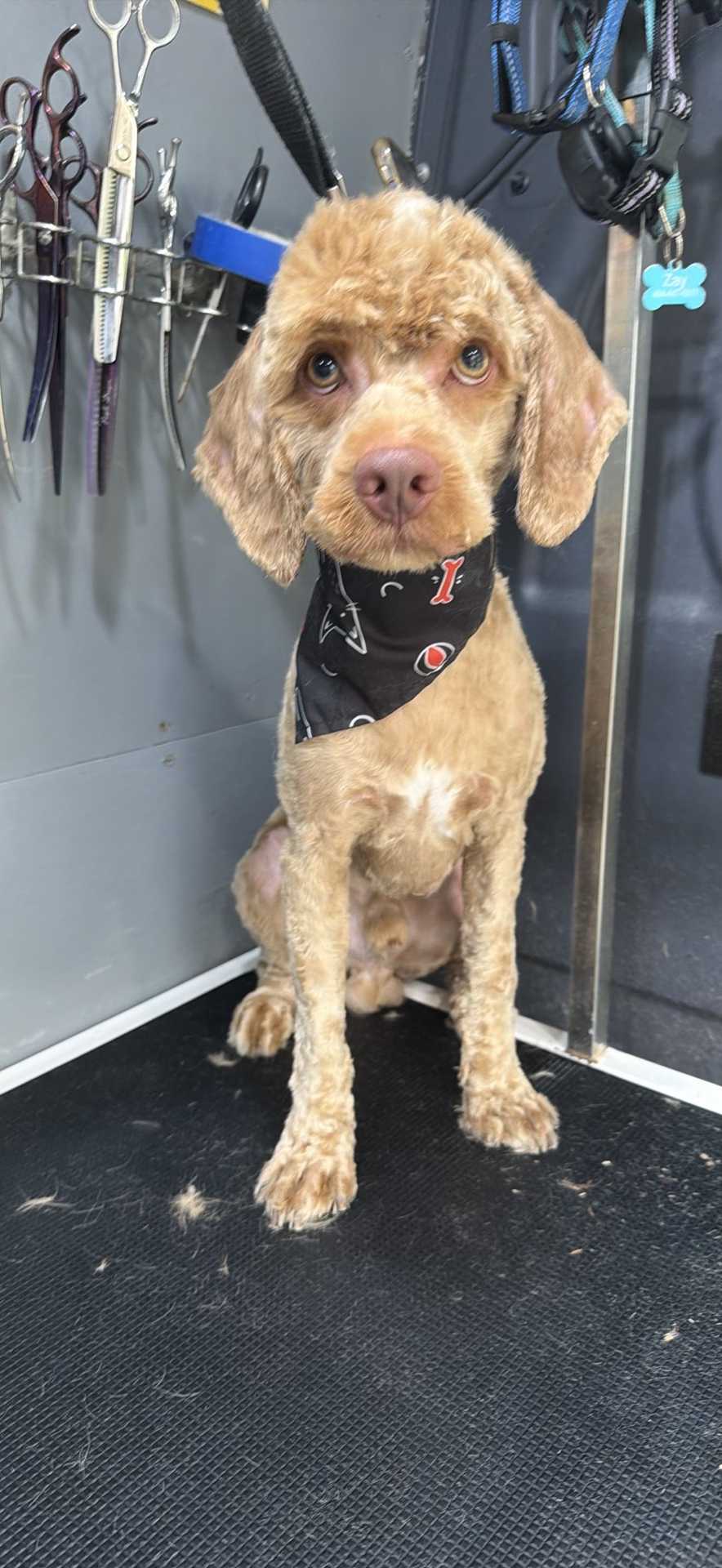 Dog Pet Photo