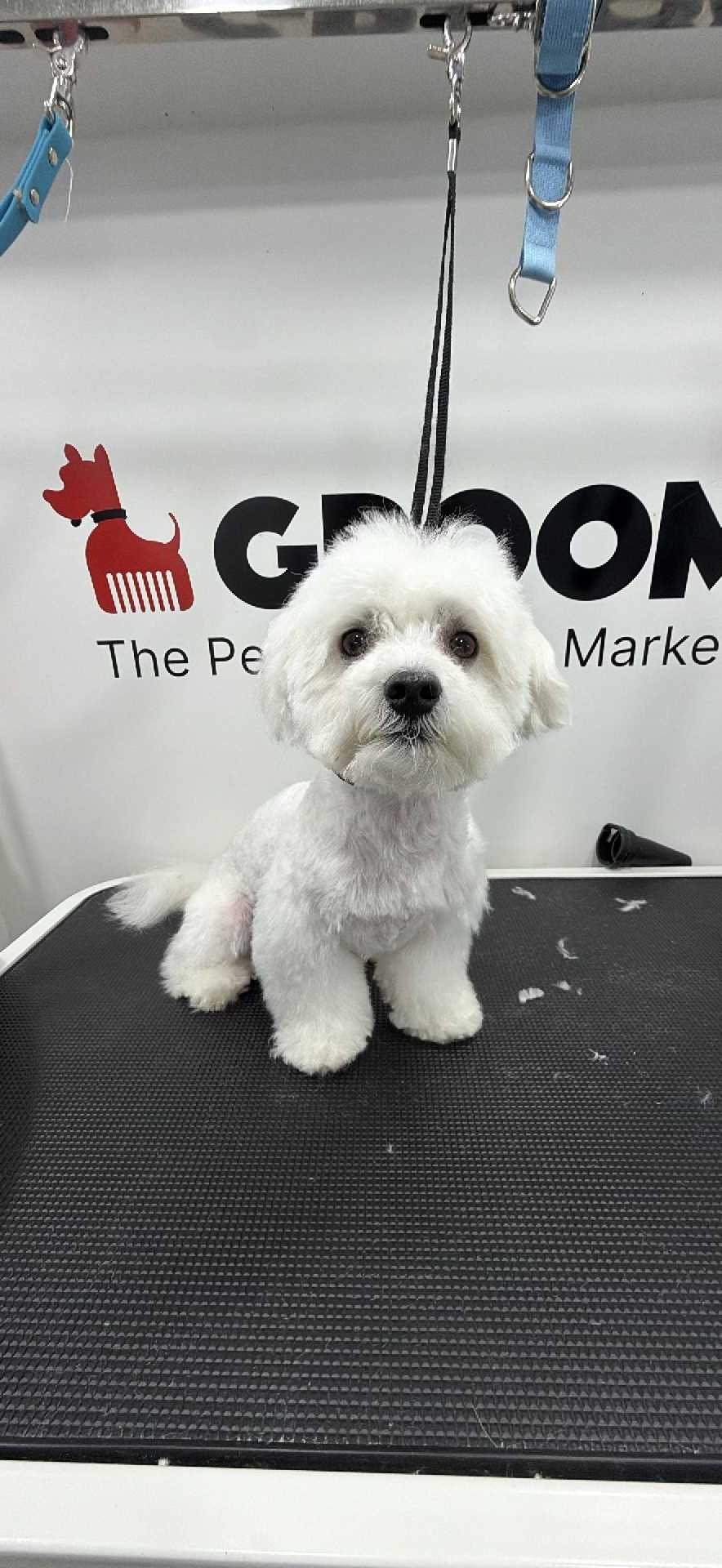 Dog Pet Photo