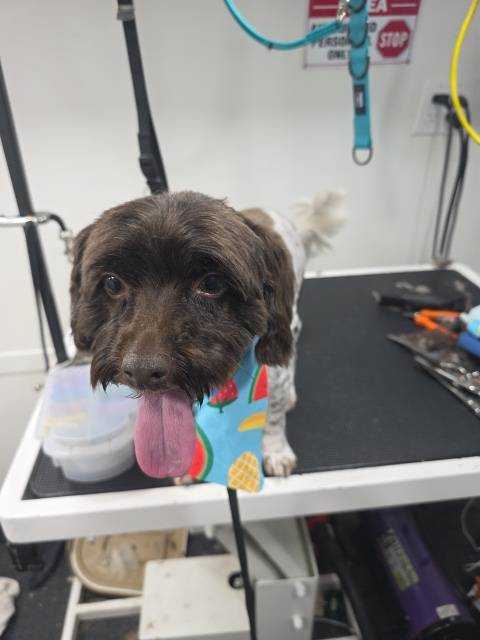 Dog Pet Photo