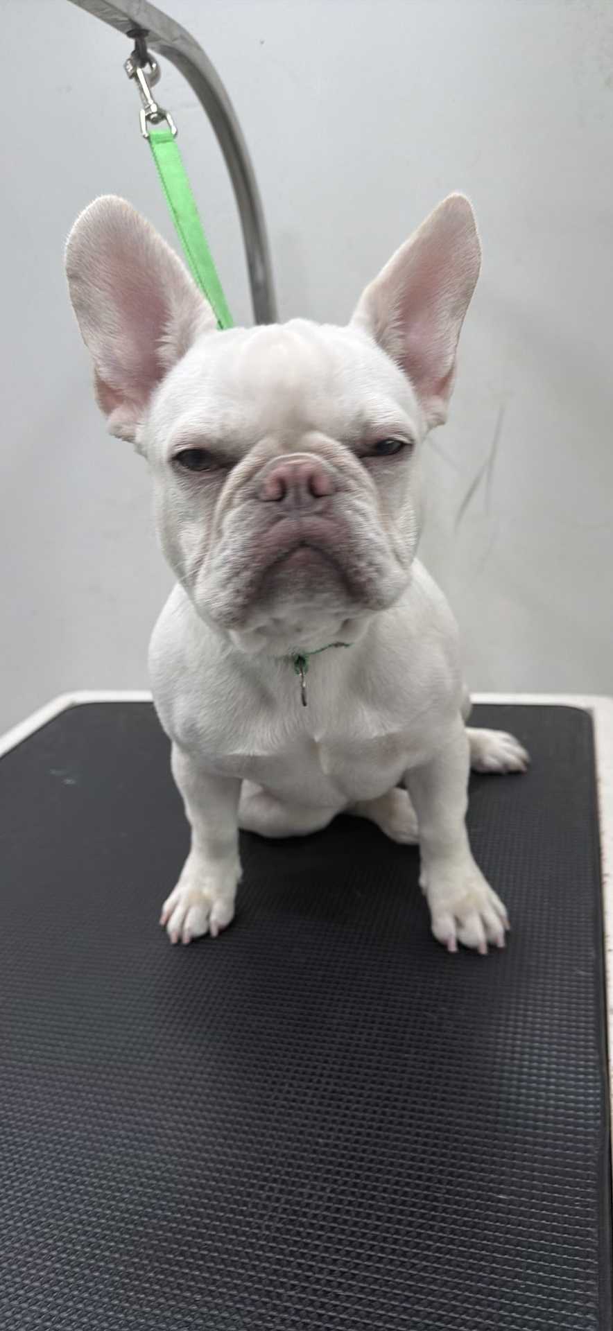 Pet