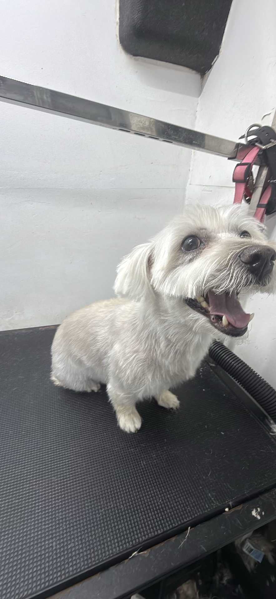 Dog Pet Photo