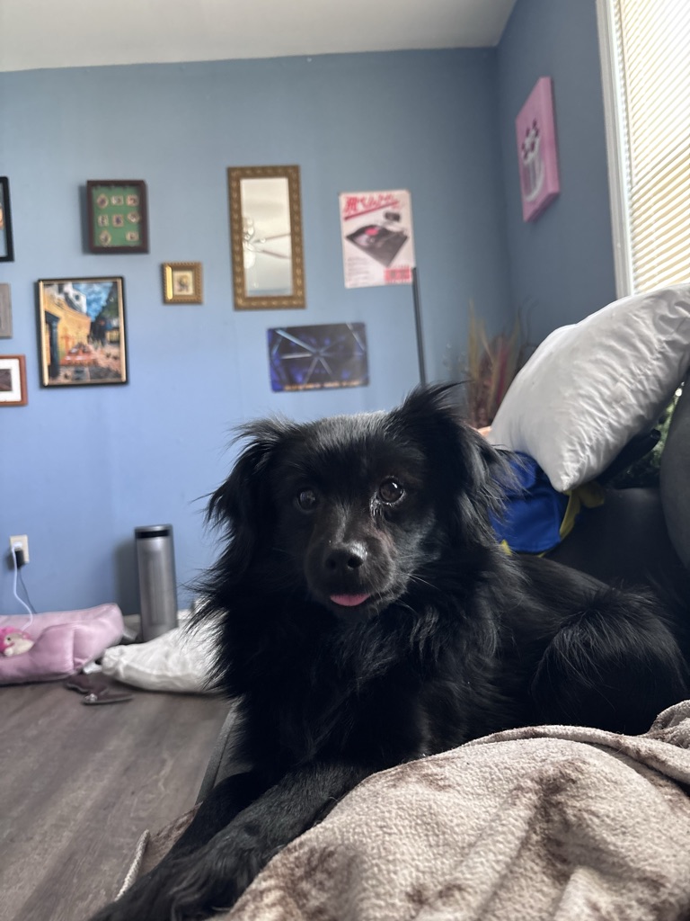 Dog Pet Photo