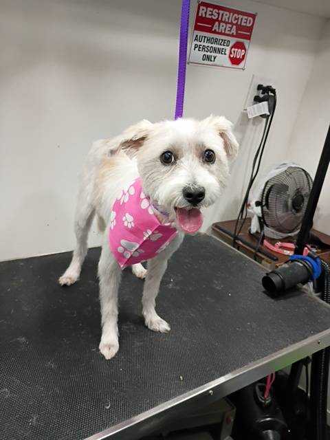 Dog Pet Photo