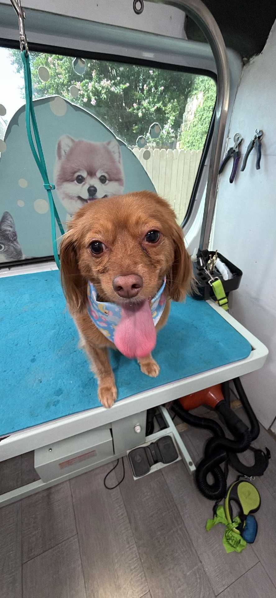 Dog Pet Photo
