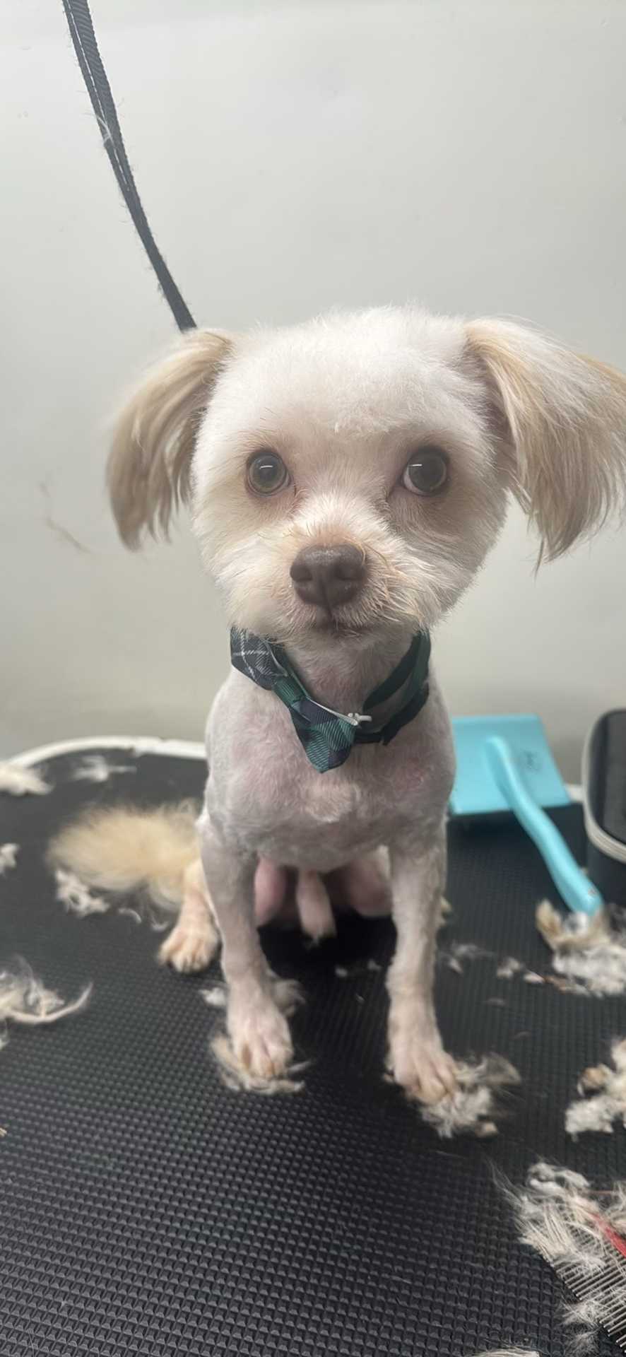 Dog Pet Photo
