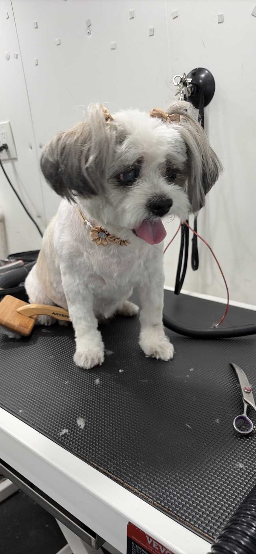 Pet
