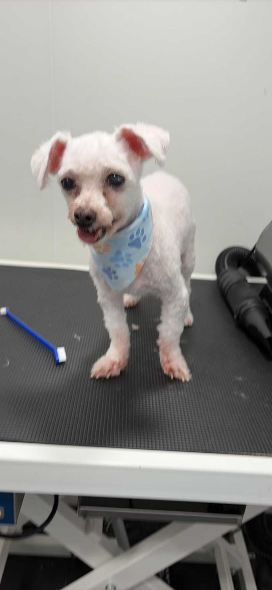 Dog Pet Photo