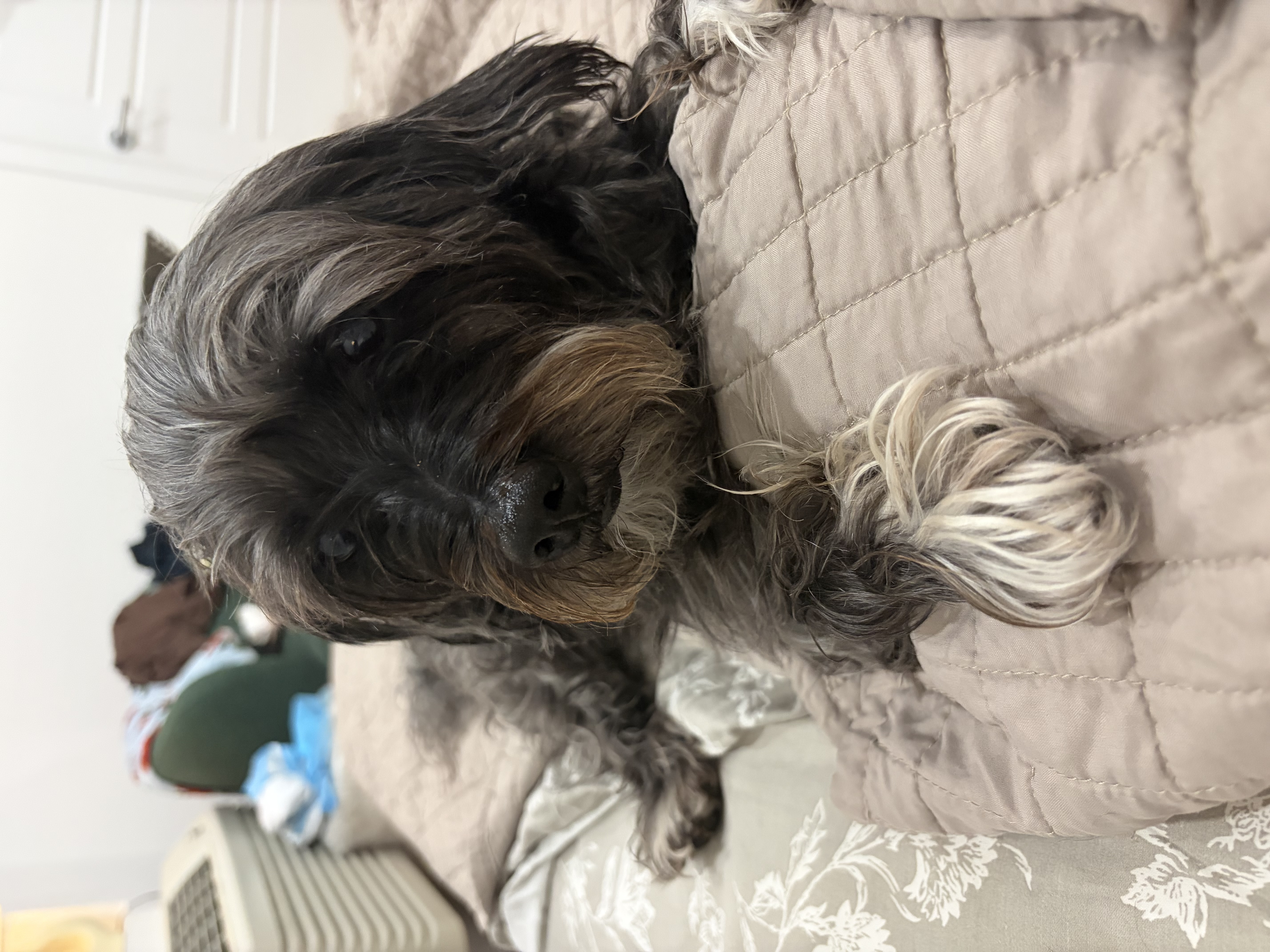 Dog Pet Photo
