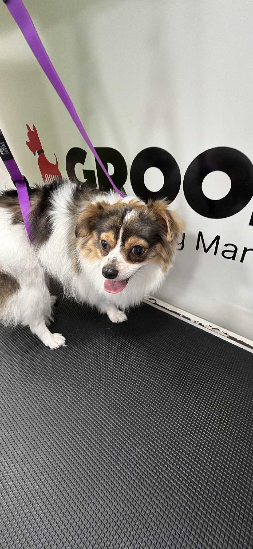 Pet
