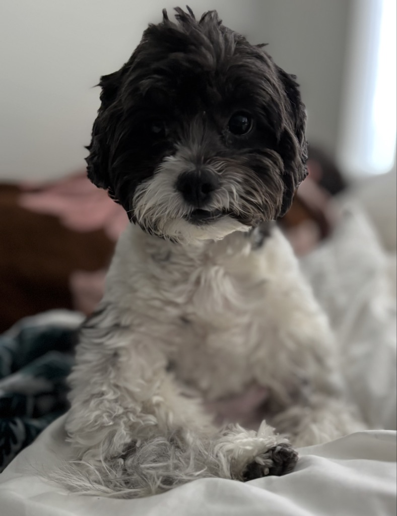 Dog Pet Photo