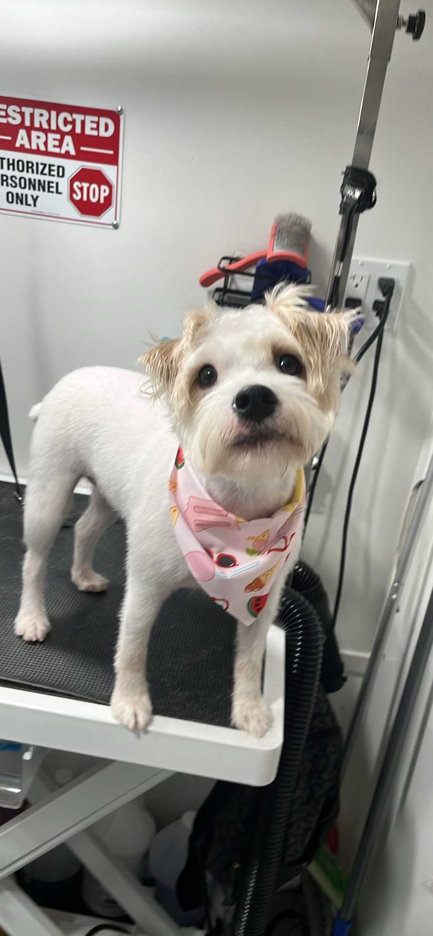 Georgie