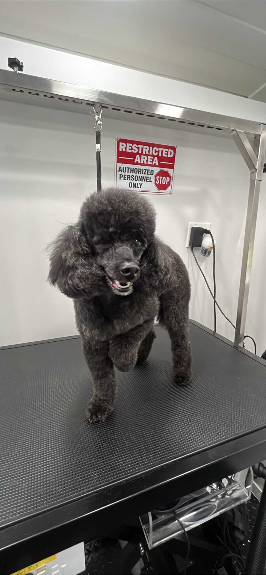 Dog Pet Photo