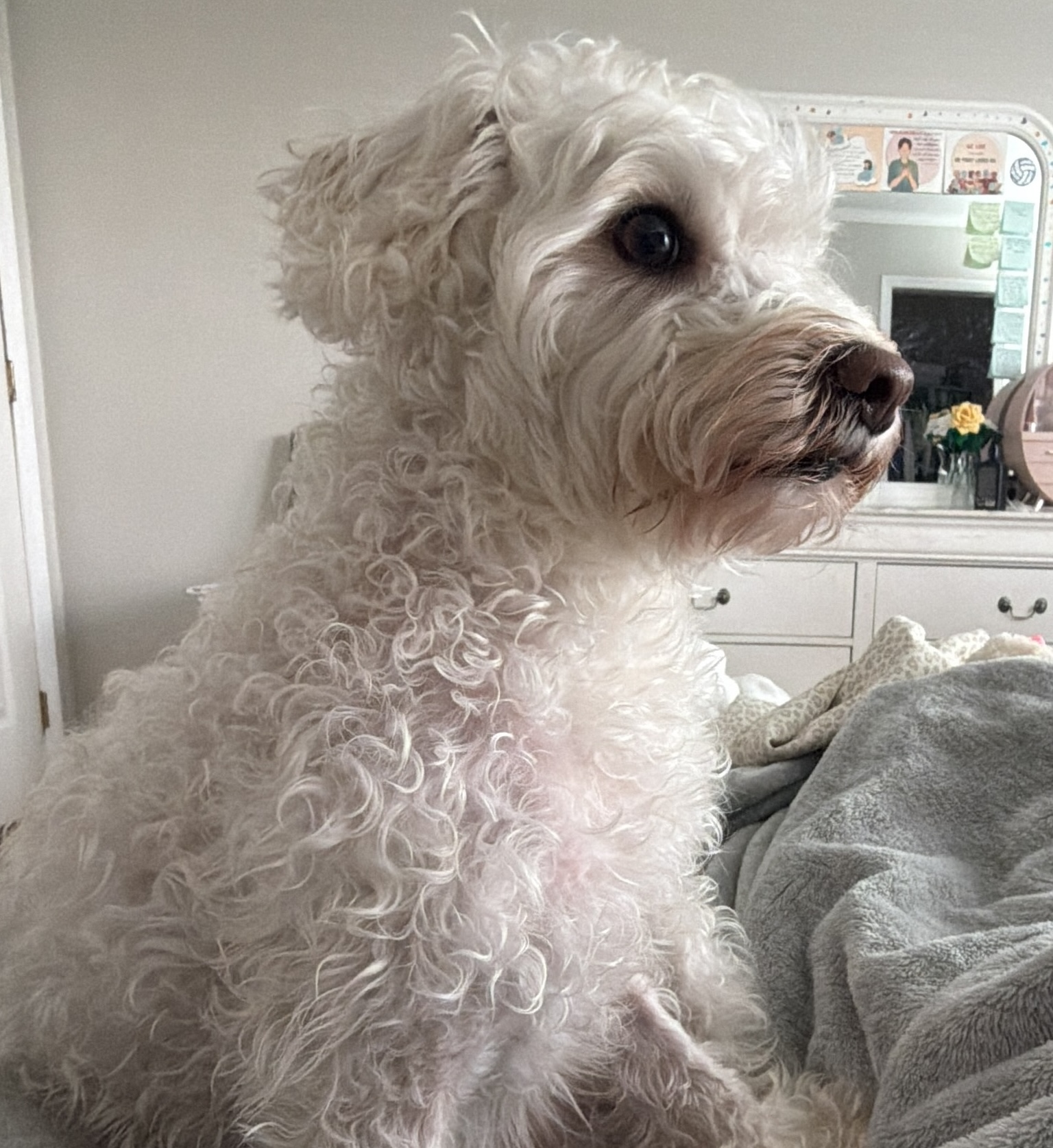 Dog Pet Photo
