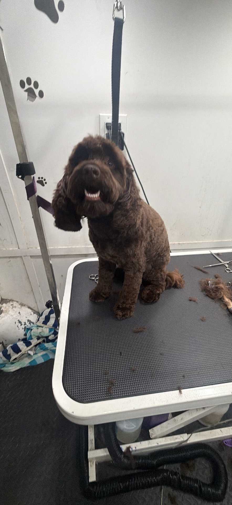Dog Pet Photo