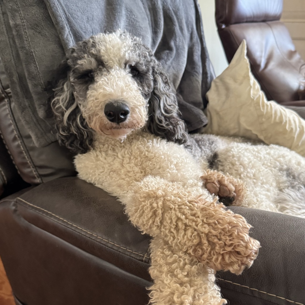 Dog Pet Photo