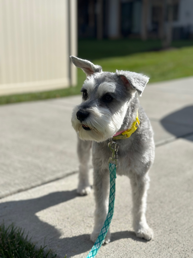 Stella2