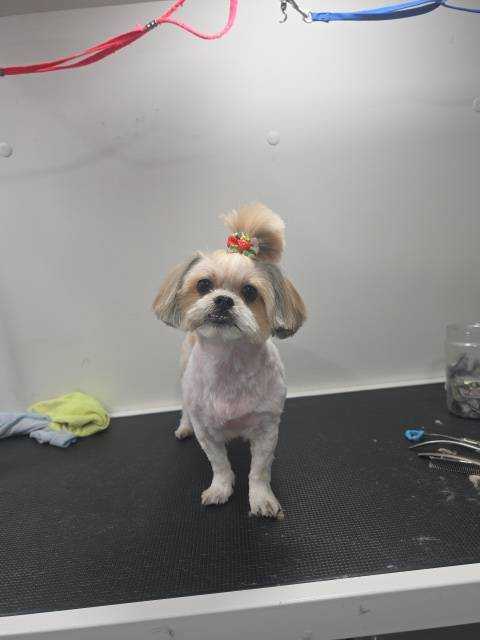 Dog Pet Photo