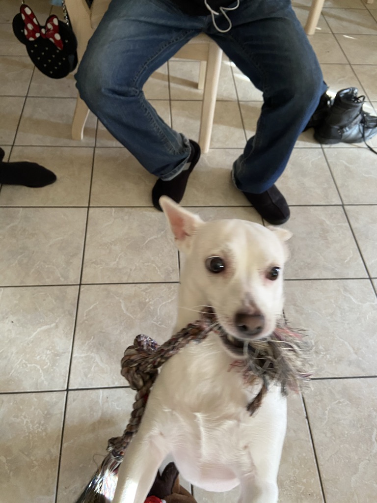 Dog Pet Photo