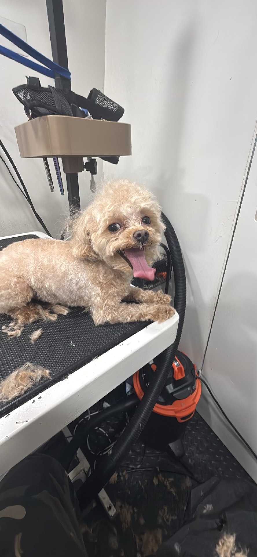 Dog Pet Photo